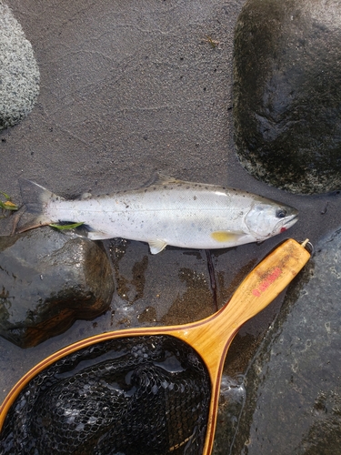 アマゴの釣果