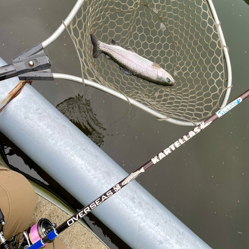 ニジマスの釣果