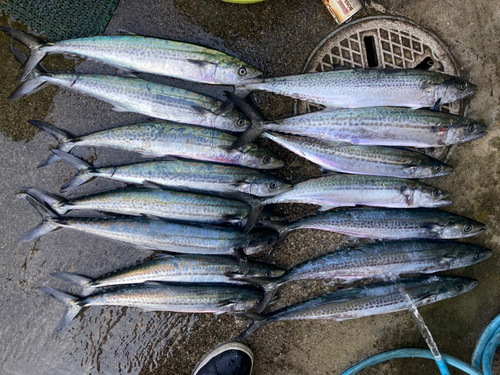 サゴシの釣果