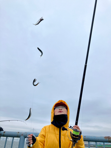 カタクチイワシの釣果