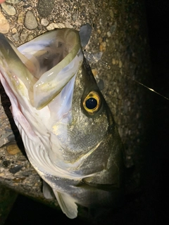 シロメバルの釣果