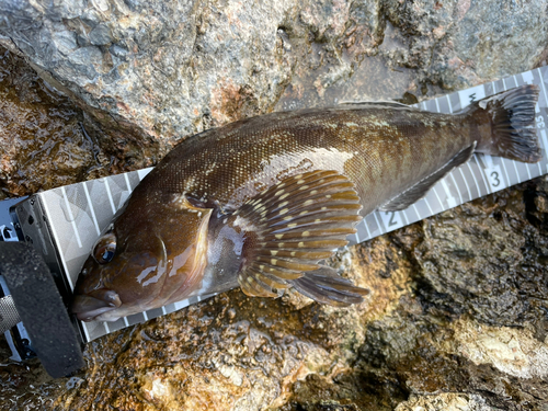 アイナメの釣果