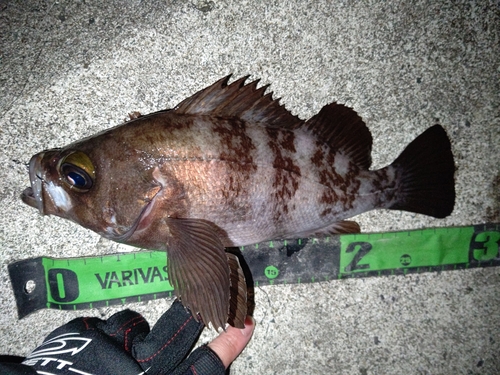 シロメバルの釣果