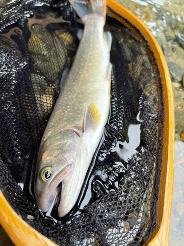 イワナの釣果