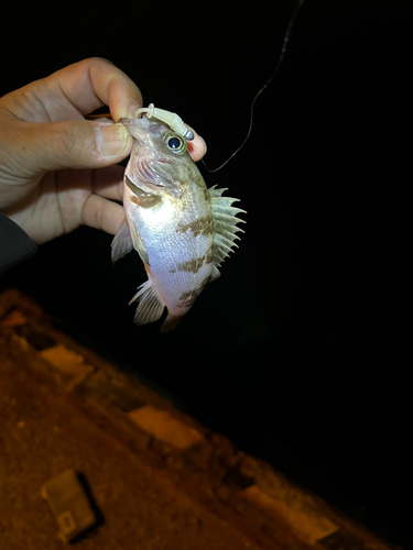 メバルの釣果