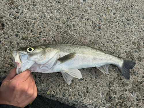 セイゴ（マルスズキ）の釣果