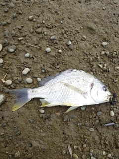 キビレの釣果