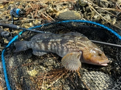 アイナメの釣果