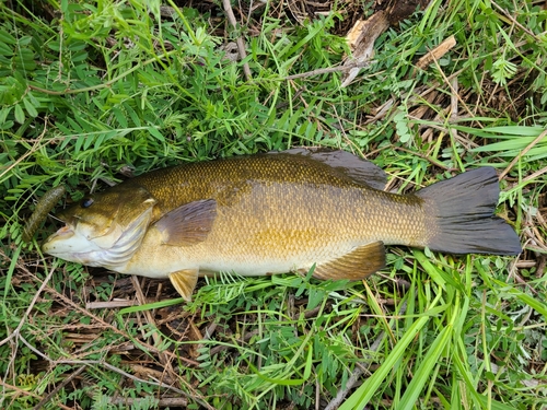 スモールマウスバスの釣果