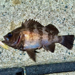 シロメバルの釣果