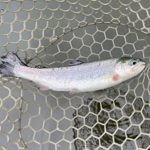 ニジマスの釣果