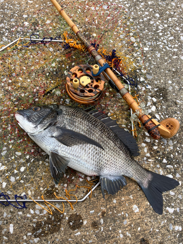 クロダイの釣果