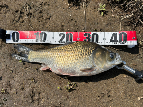 フナの釣果