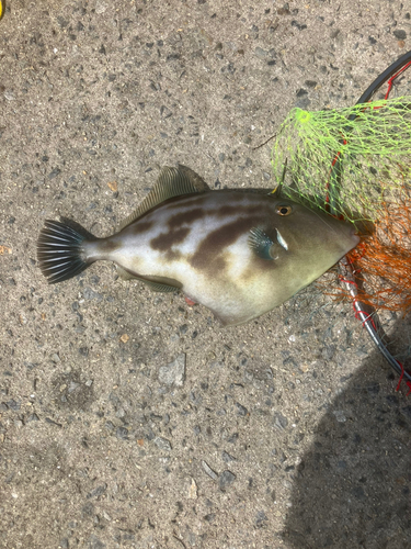 ウマヅラハギの釣果