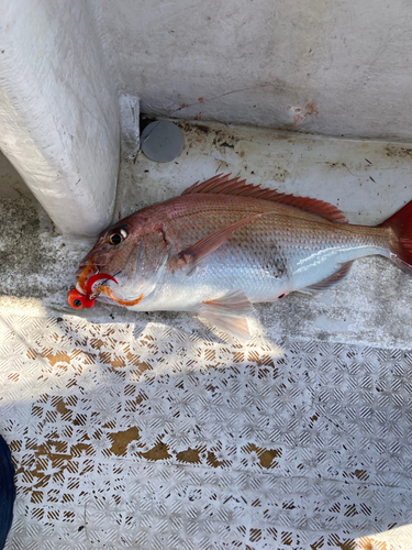 マダイの釣果