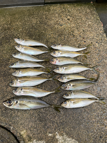 アジの釣果