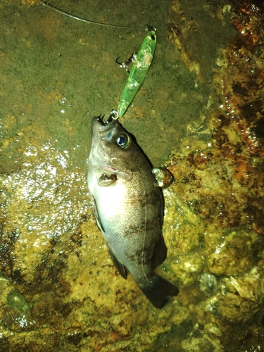 メバルの釣果