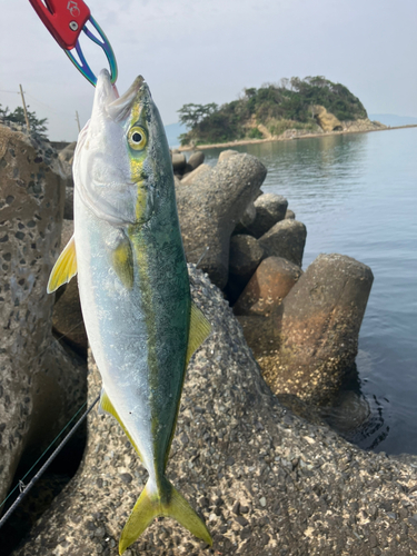 ヤズの釣果