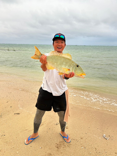 ムネアカクチビの釣果