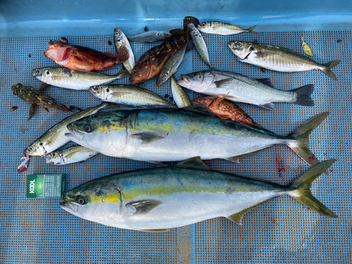 ヤズの釣果