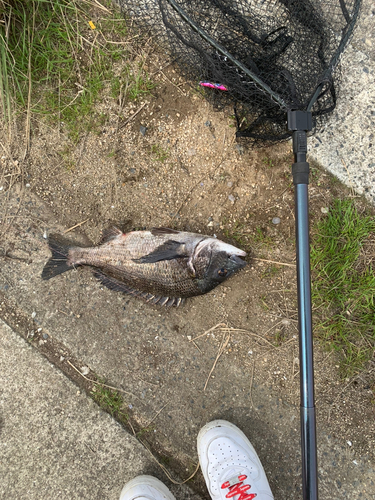 チヌの釣果