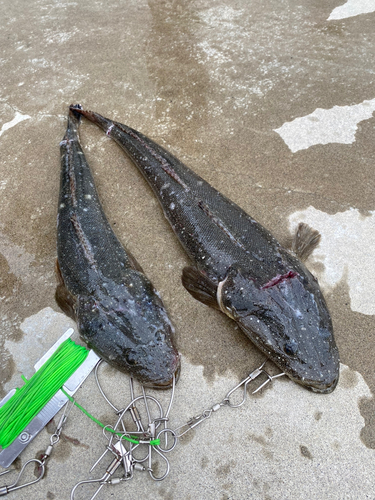 マゴチの釣果