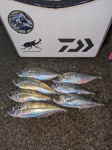 アジの釣果