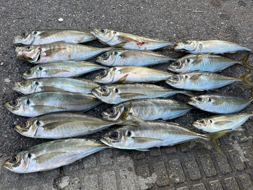 アジの釣果