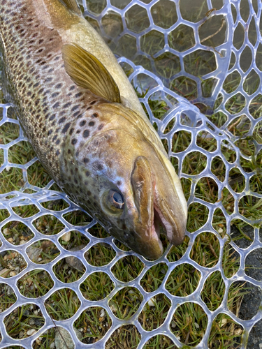 トラウトの釣果