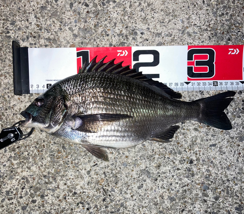 クロダイの釣果