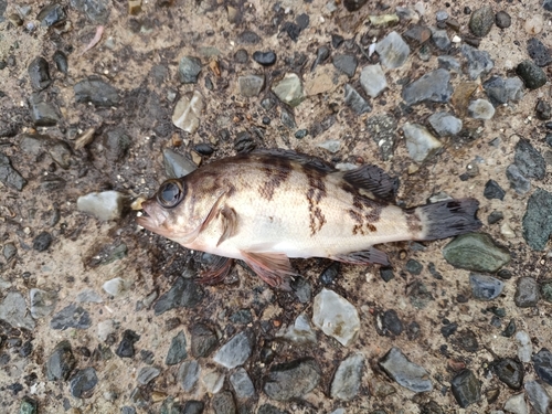 シロメバルの釣果