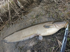 ナマズの釣果