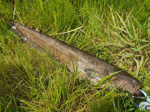 ナマズの釣果