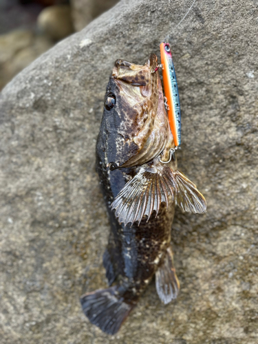 ベッコウゾイの釣果