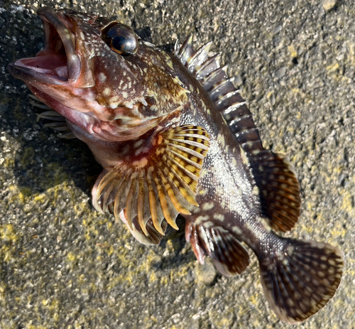 カサゴの釣果