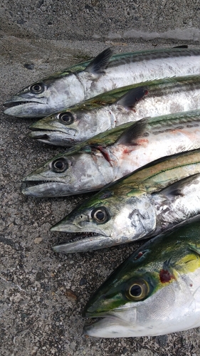 ツバイソの釣果