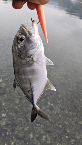 メッキの釣果