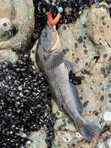 アイナメの釣果