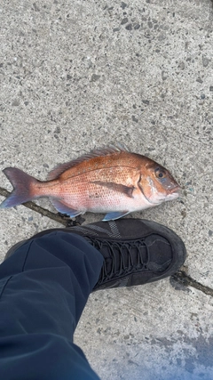 マダイの釣果