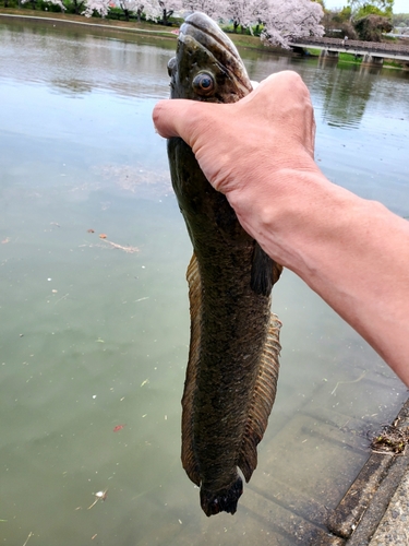 ライギョの釣果