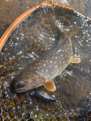 アメマスの釣果