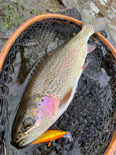 ニジマスの釣果