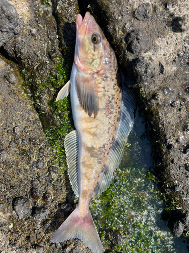 ホッケの釣果