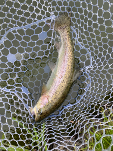 ニジマスの釣果