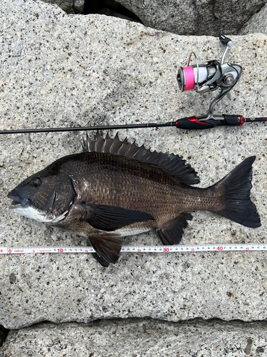 クロダイの釣果