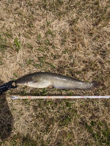 ナマズの釣果