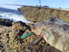 ホッケの釣果