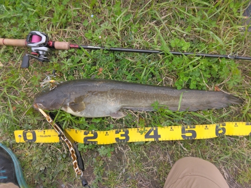 ナマズの釣果