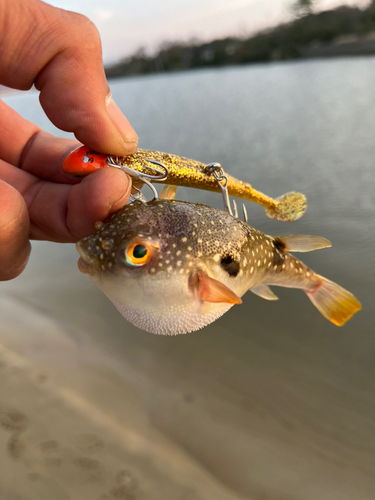 クサフグの釣果