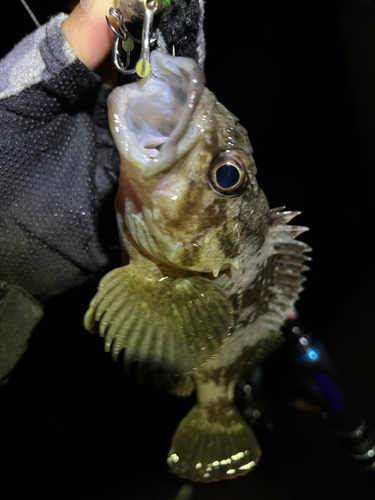 ムラソイの釣果